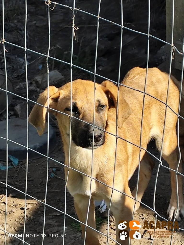 Marrom, cachorro de porte médio para adoção em São Joaquim - SC