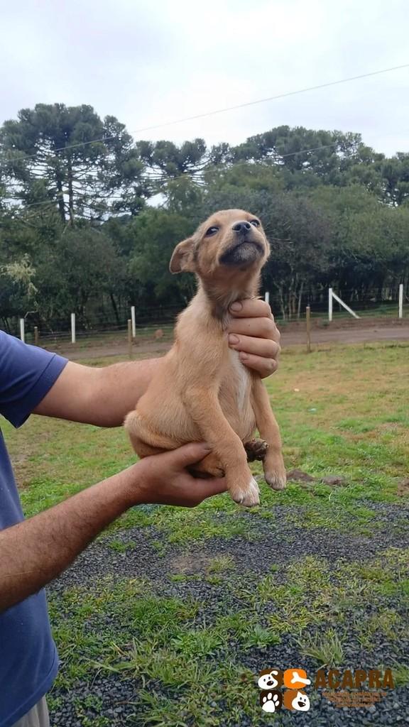 Pity, cachorro de porte pequeno para adoção em São Joaquim - SC