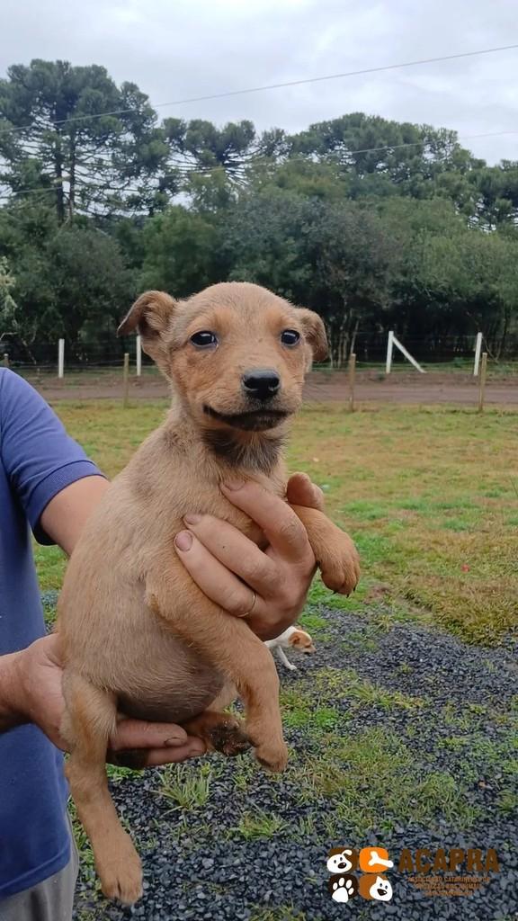 Bell, cadela de porte pequeno para adoção em São Joaquim - SC