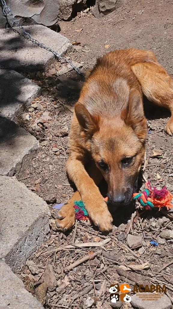 Caramelo, cachorro de porte médio para adoção em São Joaquim - SC