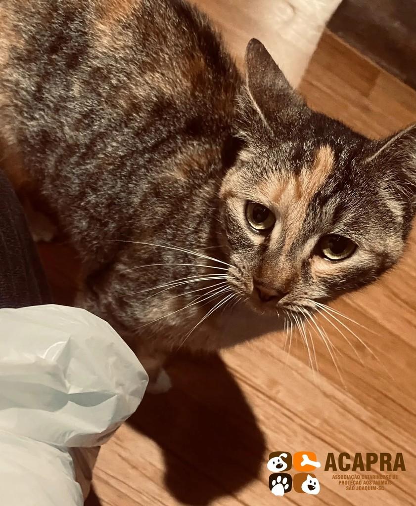 Mimi, gata de porte pequeno para adoção em São Joaquim - SC