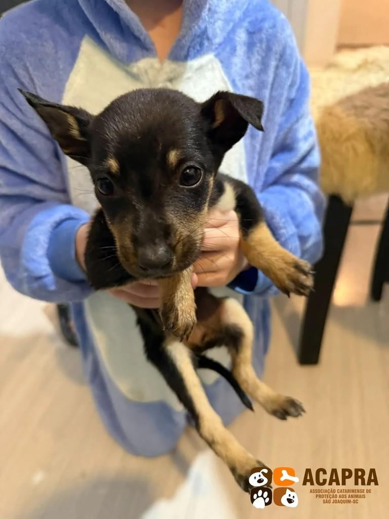 Tofu, cachorro de porte pequeno para adoção em São Joaquim - SC
