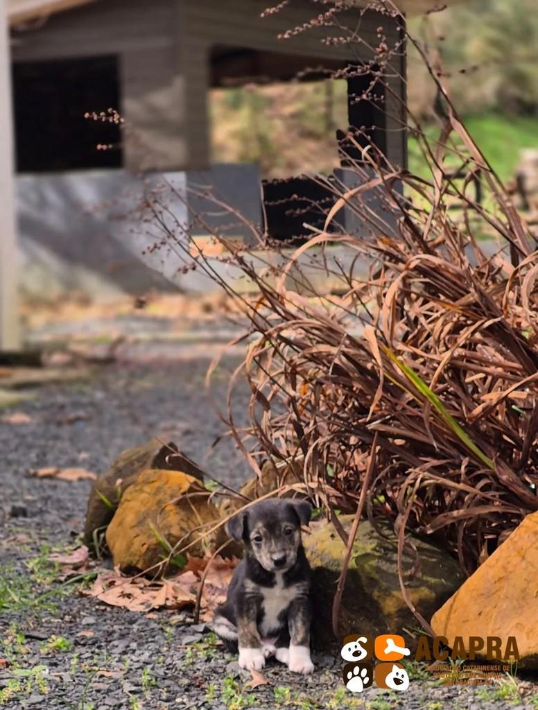 Pingo, cachorro de porte pequeno para adoção em São Joaquim - SC