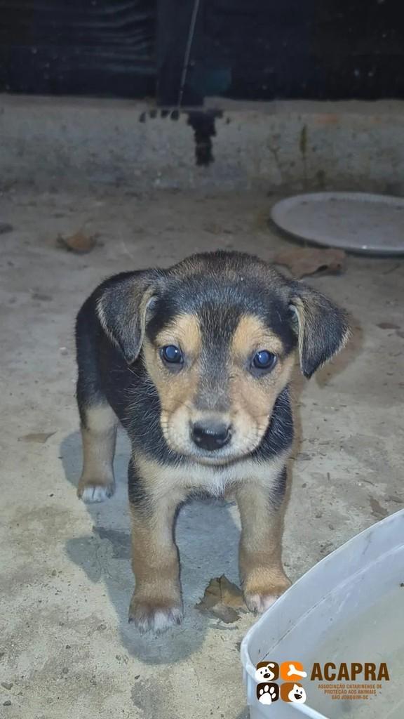 Sofy, cadela de porte pequeno para adoção em São Joaquim - SC
