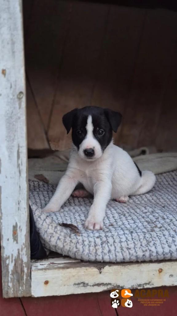 Frederico, cachorro de porte pequeno para adoção em São Joaquim - SC
