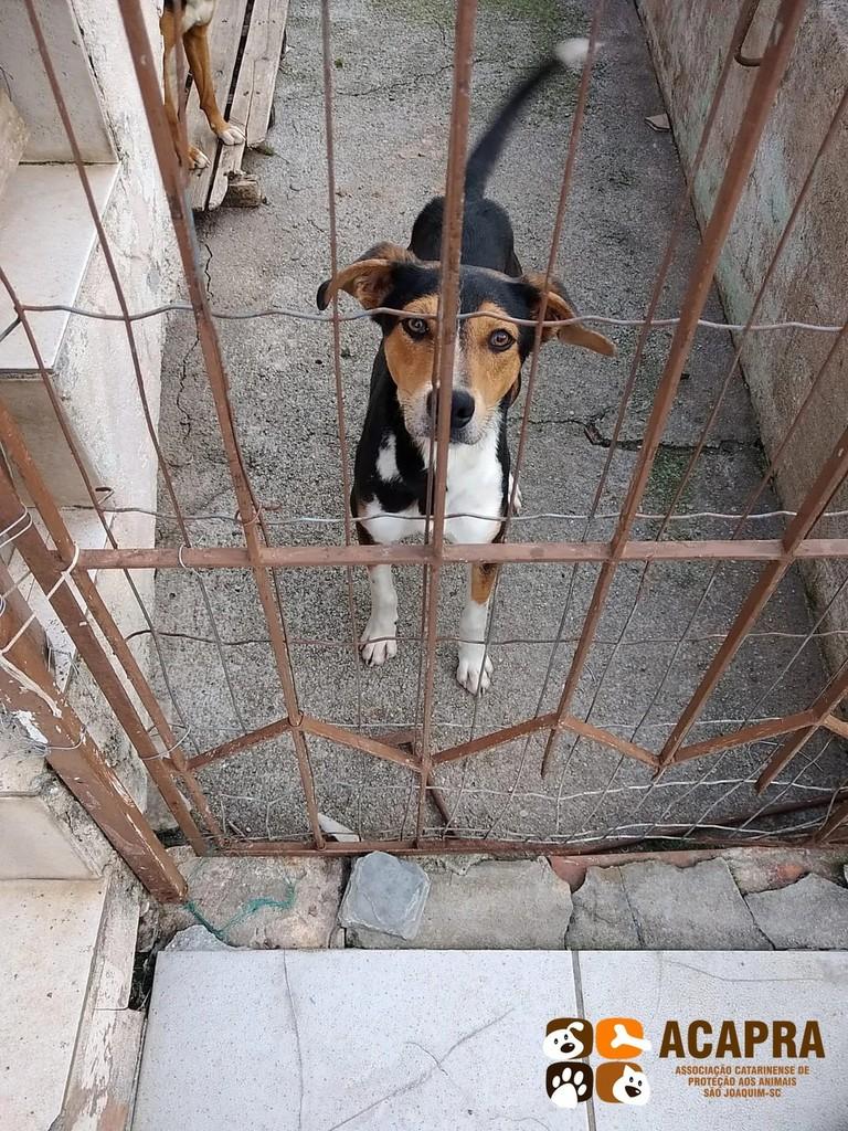Bidu, cachorro de porte médio para adoção em São Joaquim - SC
