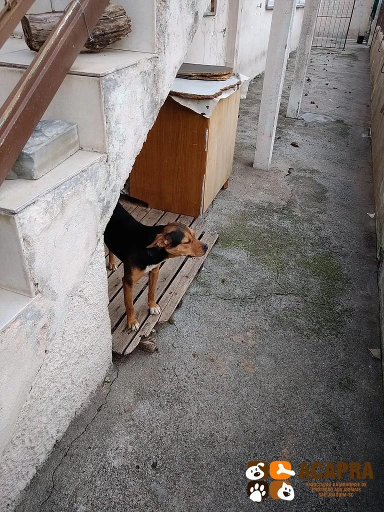 Lola, cadela de porte pequeno para adoção em São Joaquim - SC