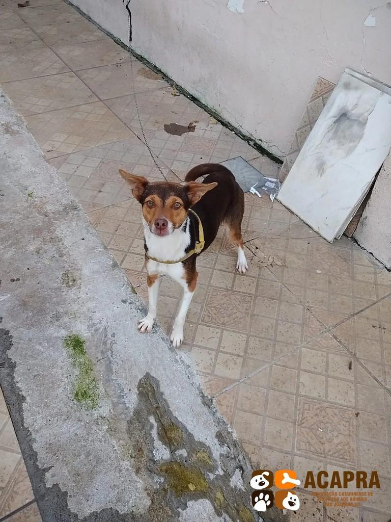 Pitoka, cadela de porte pequeno para adoção em São Joaquim - SC