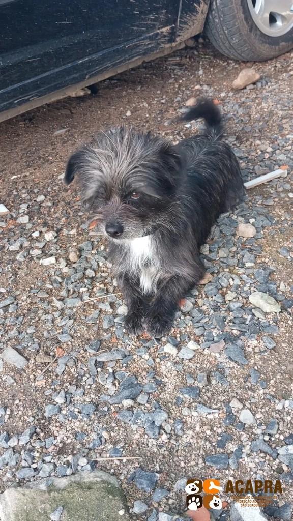 Manchinha, cachorro de porte pequeno para adoção em São Joaquim - SC