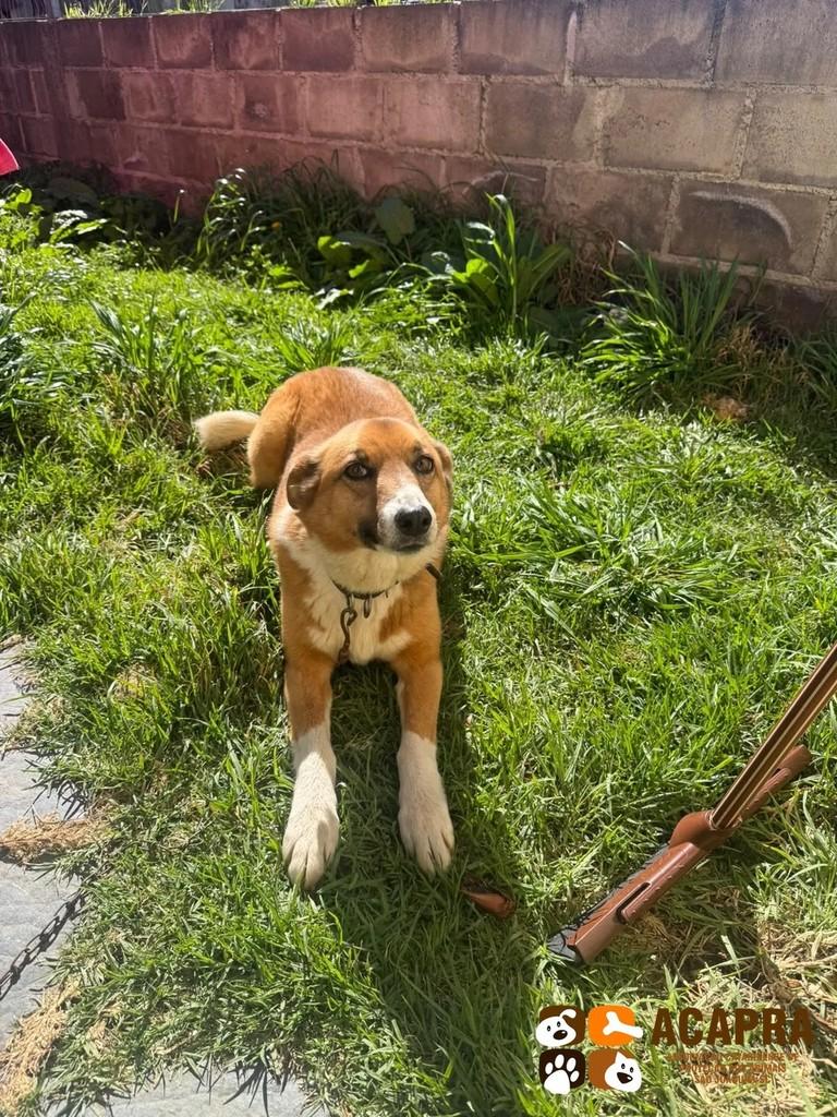 Jojo, cadela de porte médio para adoção em São Joaquim - SC