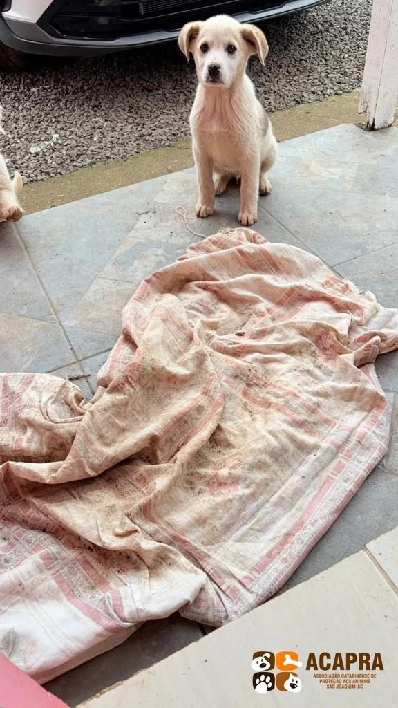 Pituxo, cachorro de porte médio para adoção em São Joaquim - SC