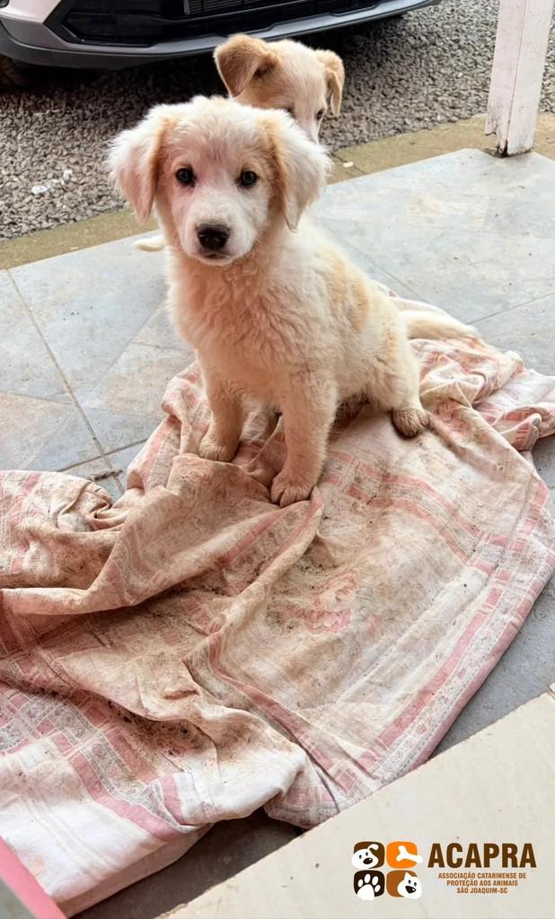 Clara, cadela de porte pequeno para adoção em São Joaquim - SC