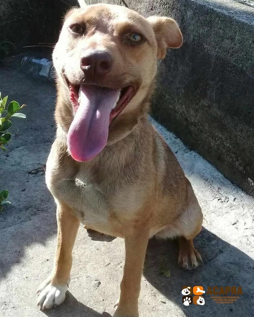 Braco, cadela de porte médio para adoção em São Joaquim - SC