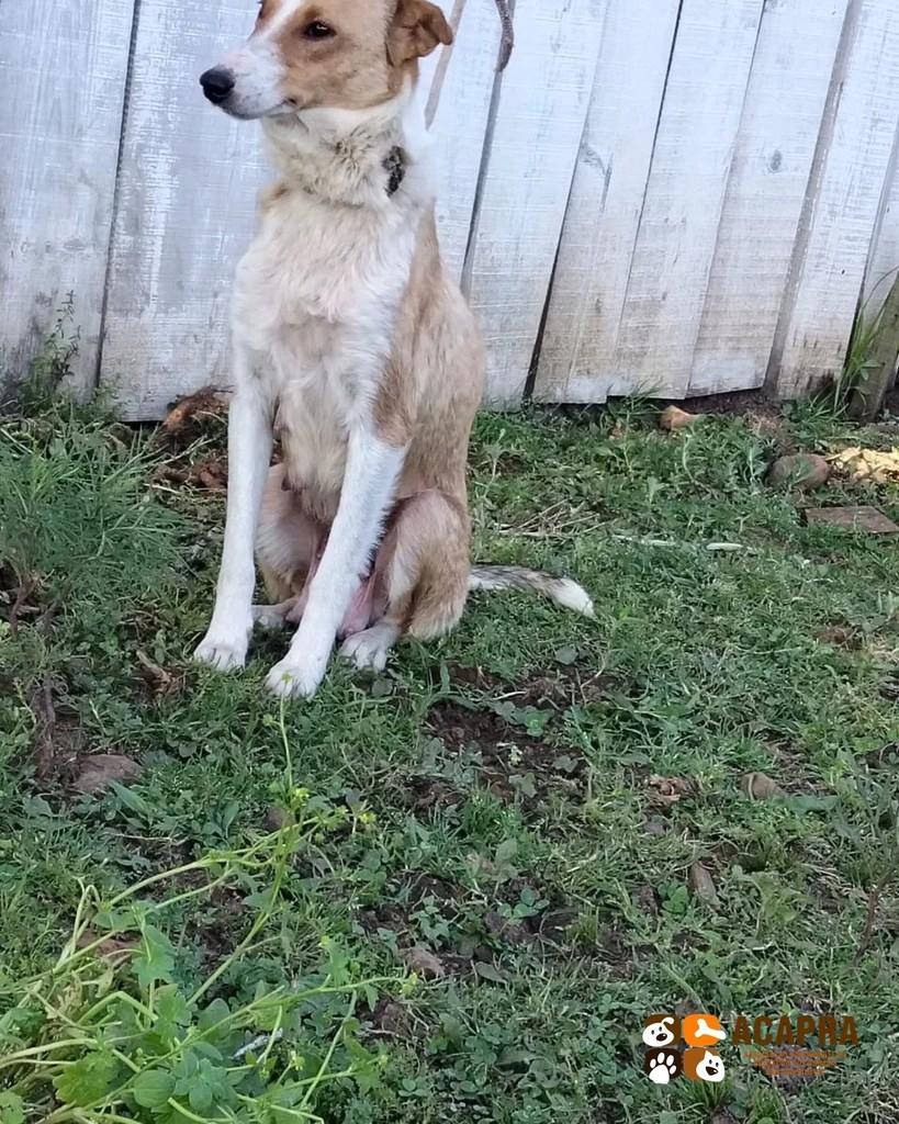 Maeznha, cadela de porte pequeno para adoção em São Joaquim - SC