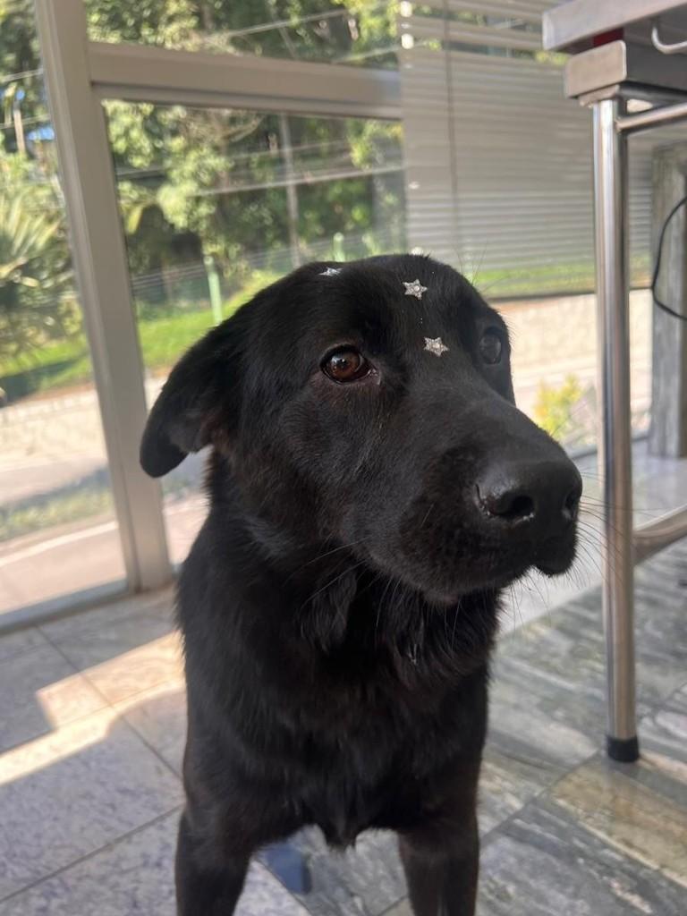 Clono, cachorro de porte médio para adoção em Brusque - SC