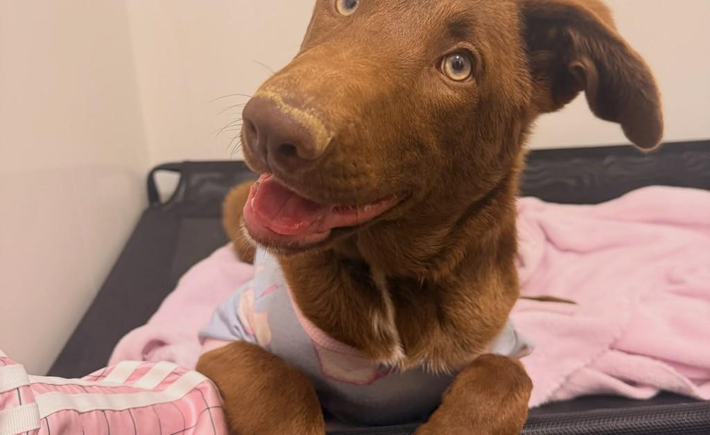 Bombom, cachorro de porte médio para adoção em Brusque - SC