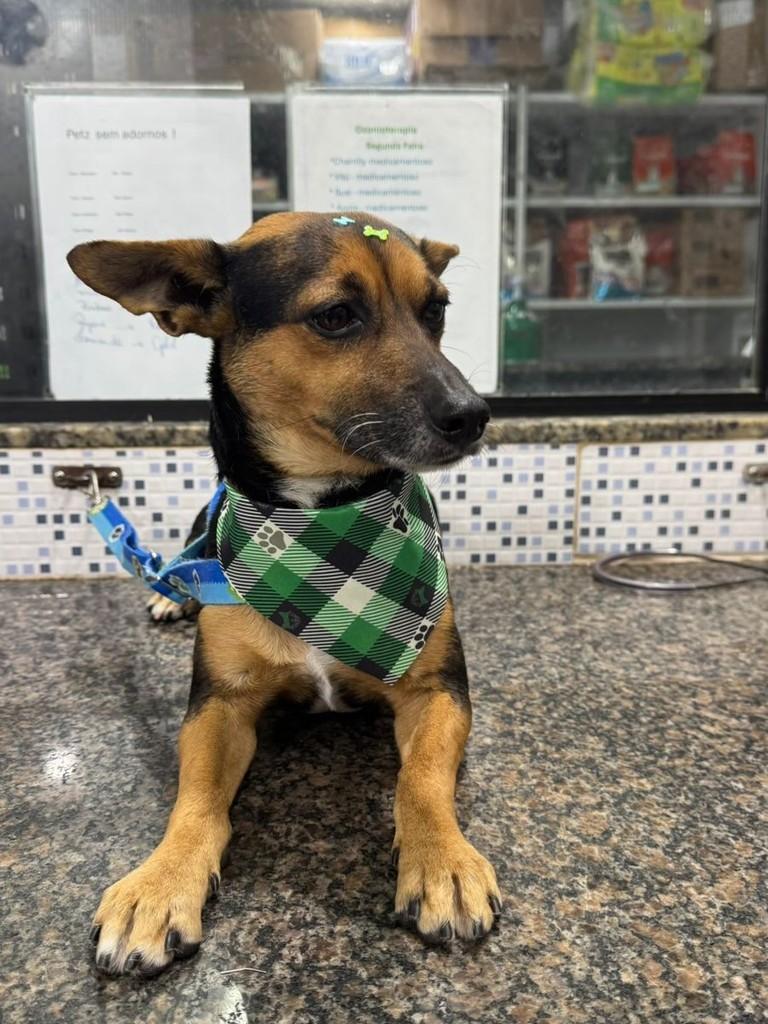 Anjo, cachorro de porte pequeno para adoção em Brusque - SC