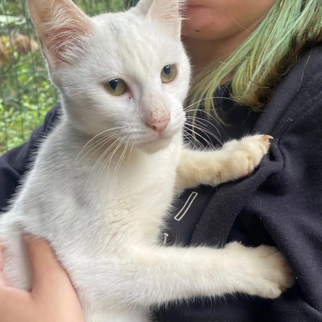 Polaquinho Nino, gato de porte médio para adoção em Brusque - SC