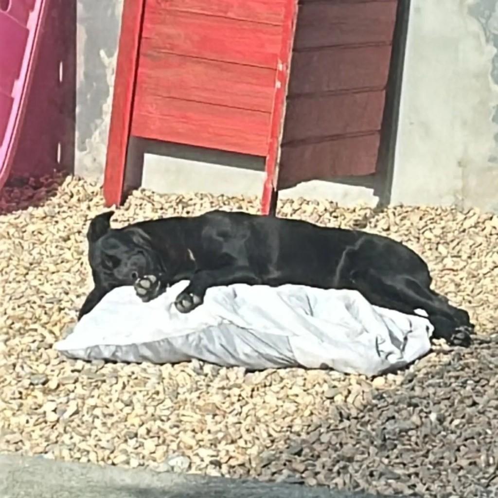 Cida, cachorro de porte grande para adoção em Brusque - SC