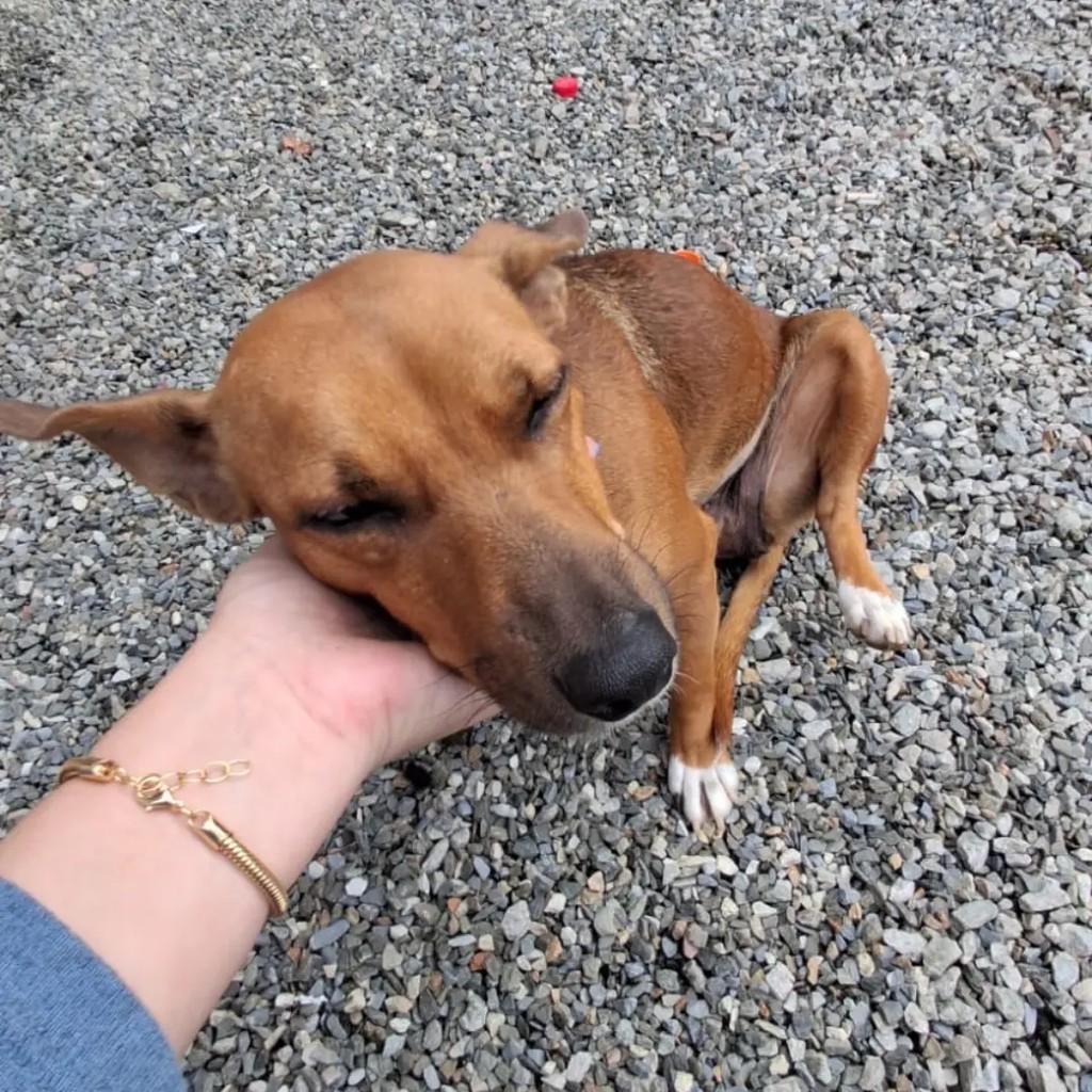 Belinha, cachorro de porte médio para adoção em Brusque - SC