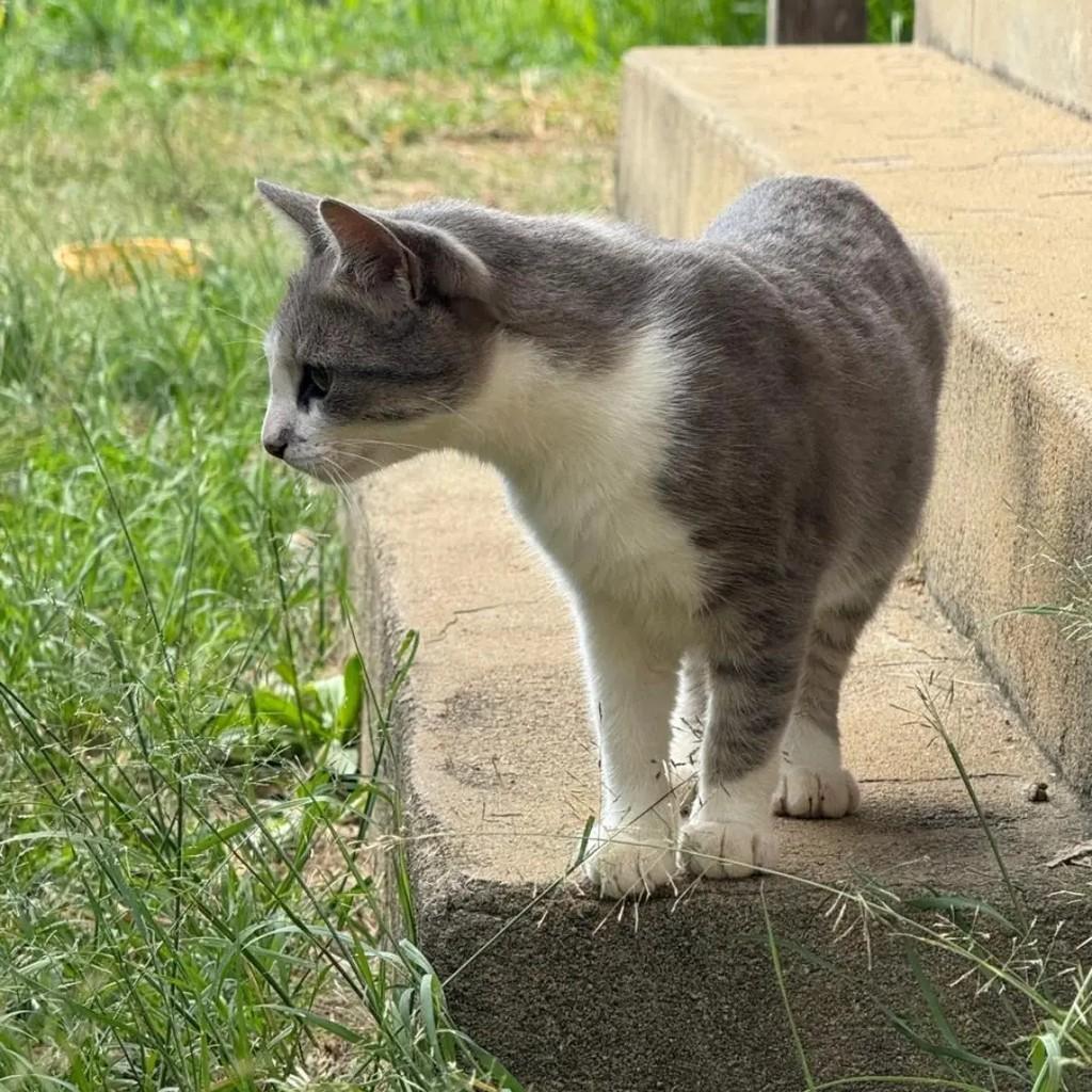 Princesinha, gato de porte pequeno para adoção em Brusque - SC