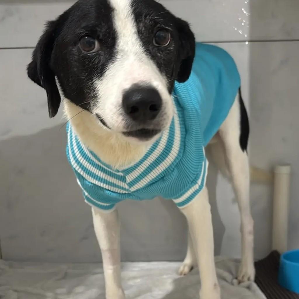 Joa, cachorro de porte grande para adoção em Brusque - SC