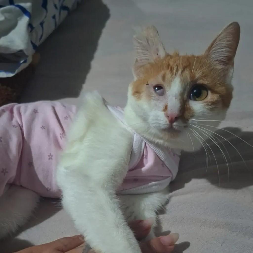 Tangerina, gata de porte pequeno para adoção em Brusque - SC