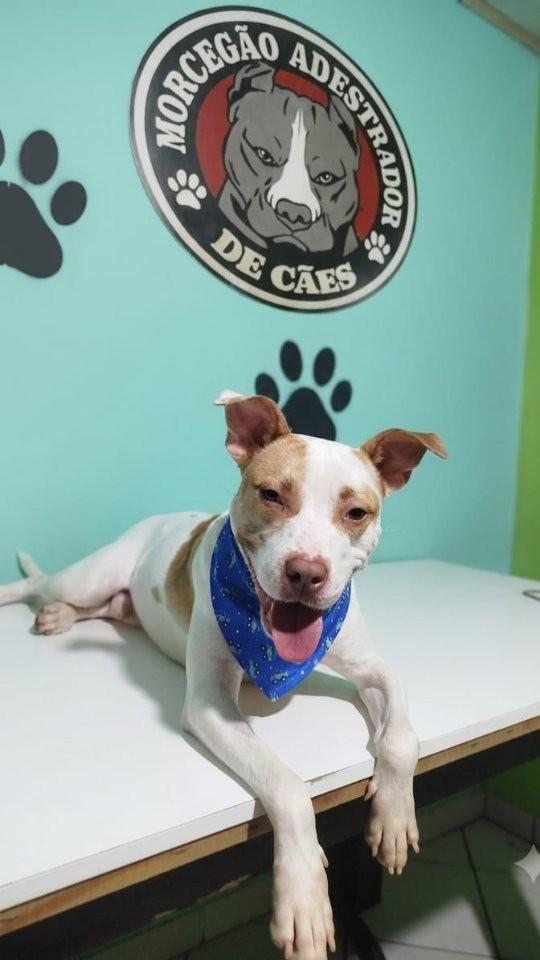 Zeus, cachorro de porte médio para adoção em Brusque - SC