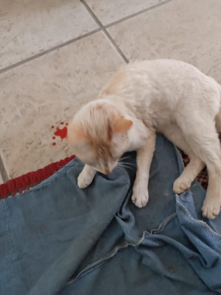 Mingau, gato de porte pequeno para adoção em Brusque - SC