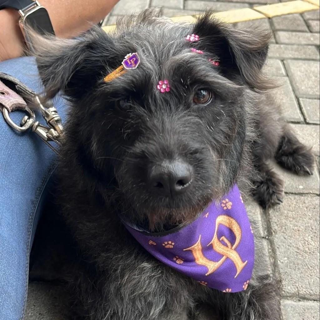 Luna, cadela de porte pequeno para adoção em Brusque - SC