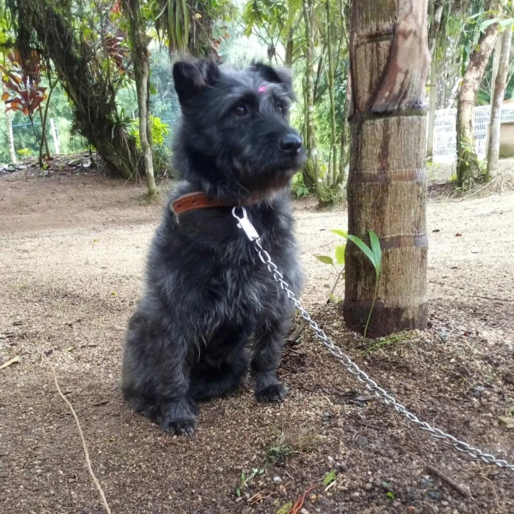 Luna, cadela de porte pequeno para adoção em Brusque - SC — foto 2 de 2