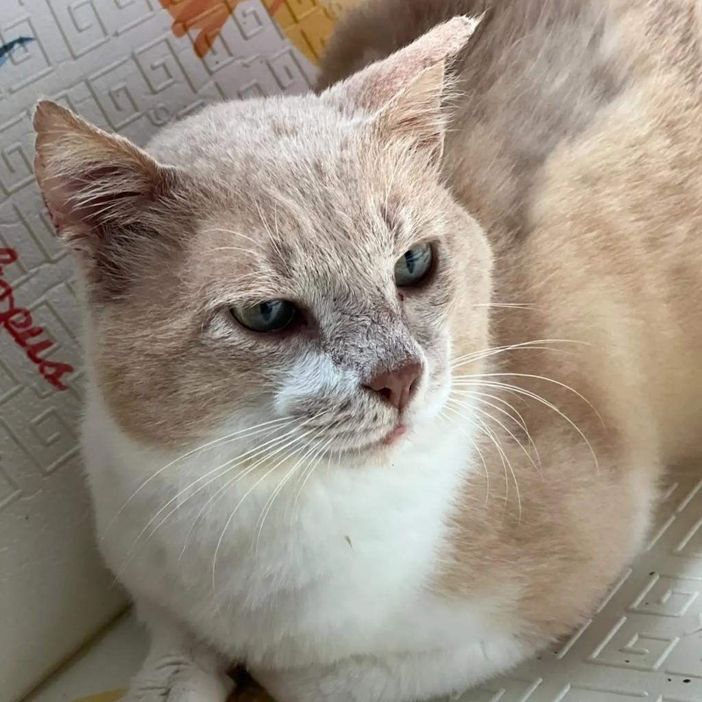 Zeca, gato de porte médio para adoção em Brusque - SC