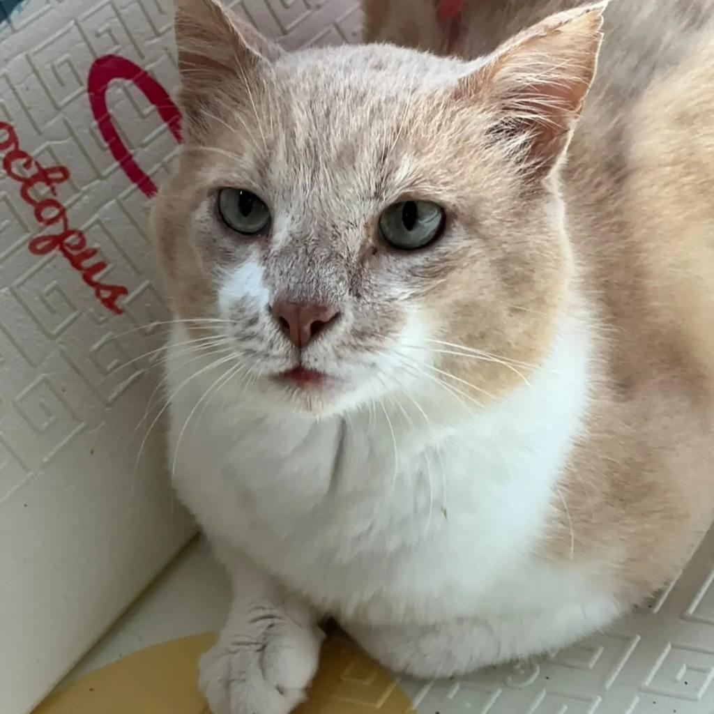 Zeca, gato de porte médio para adoção em Brusque - SC — foto 2 de 4