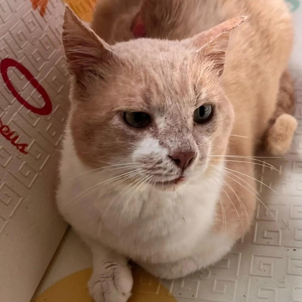 Zeca, gato de porte médio para adoção em Brusque - SC — foto 3 de 4
