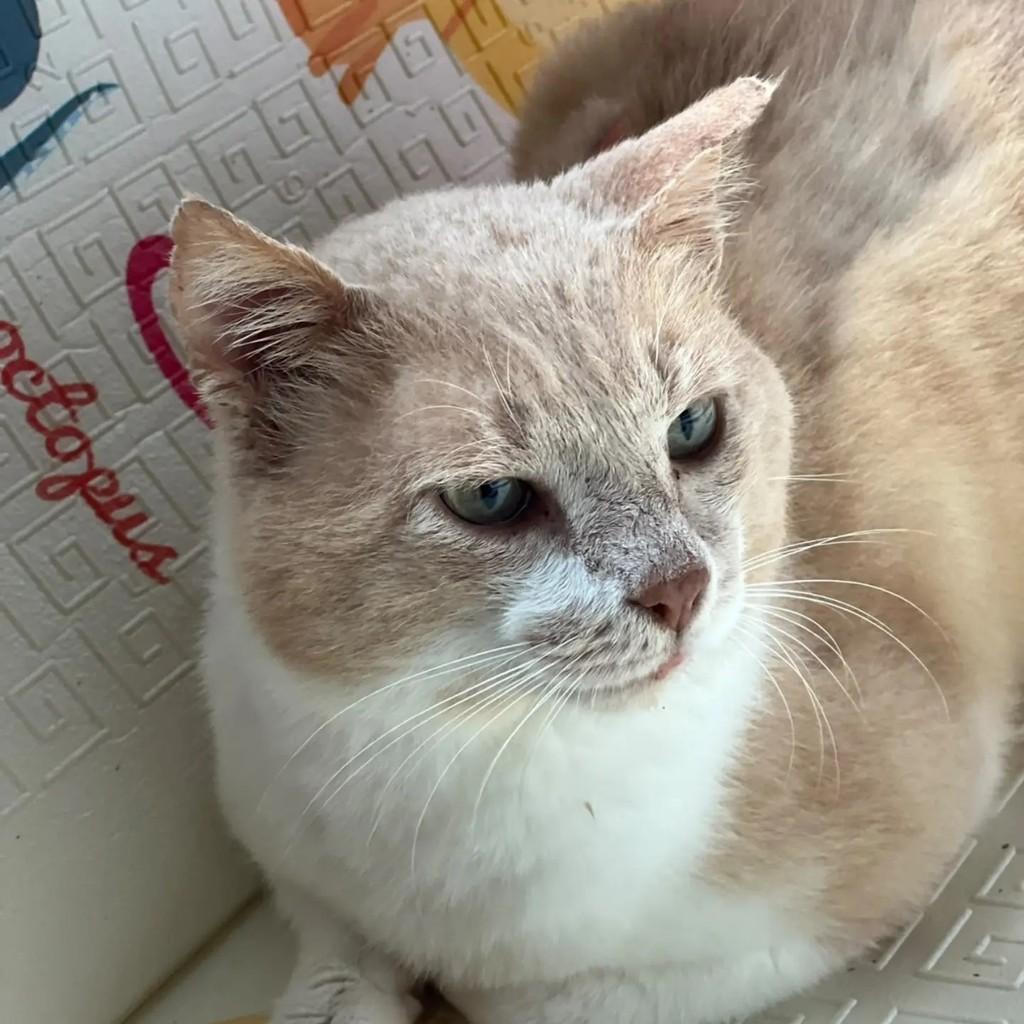 Zeca, gato de porte médio para adoção em Brusque - SC — foto 4 de 4