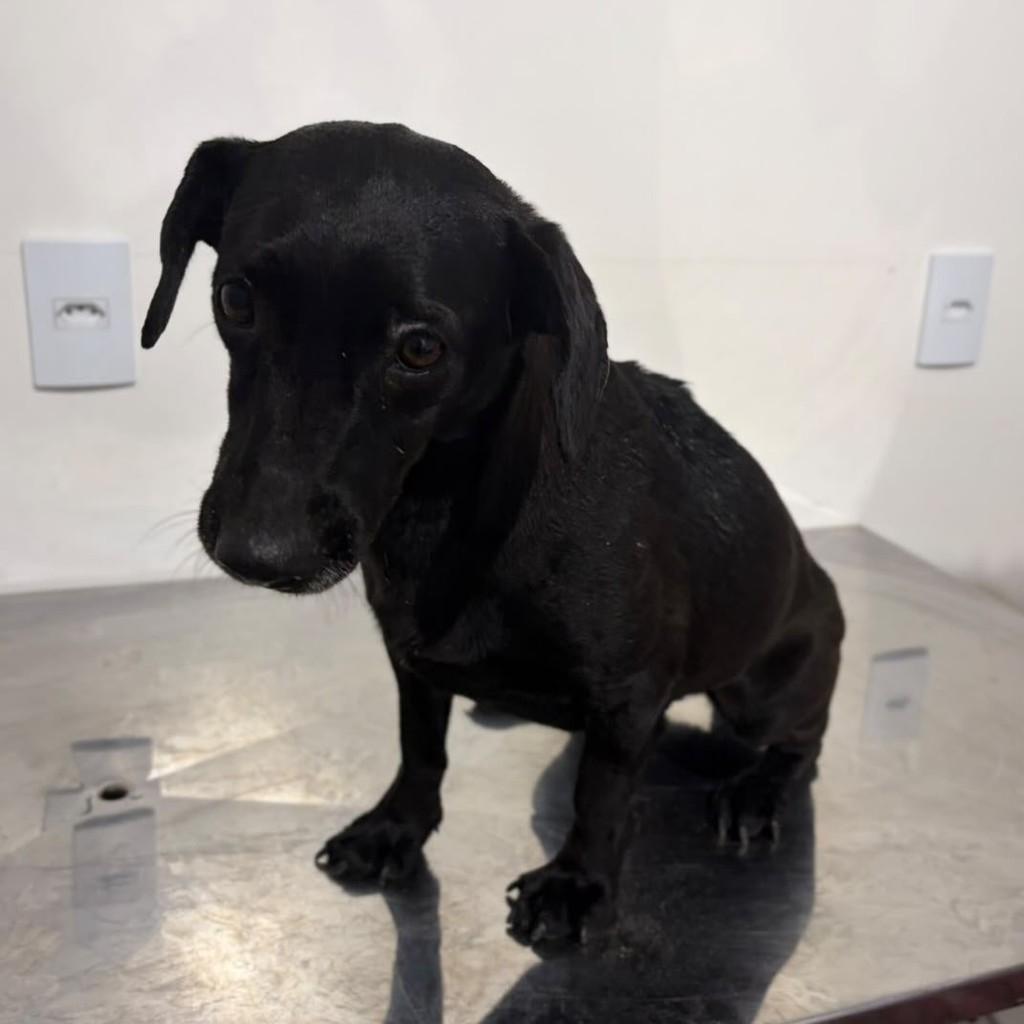 Pretinha, cadela de porte pequeno para adoção em Brusque - SC — foto 2 de 4