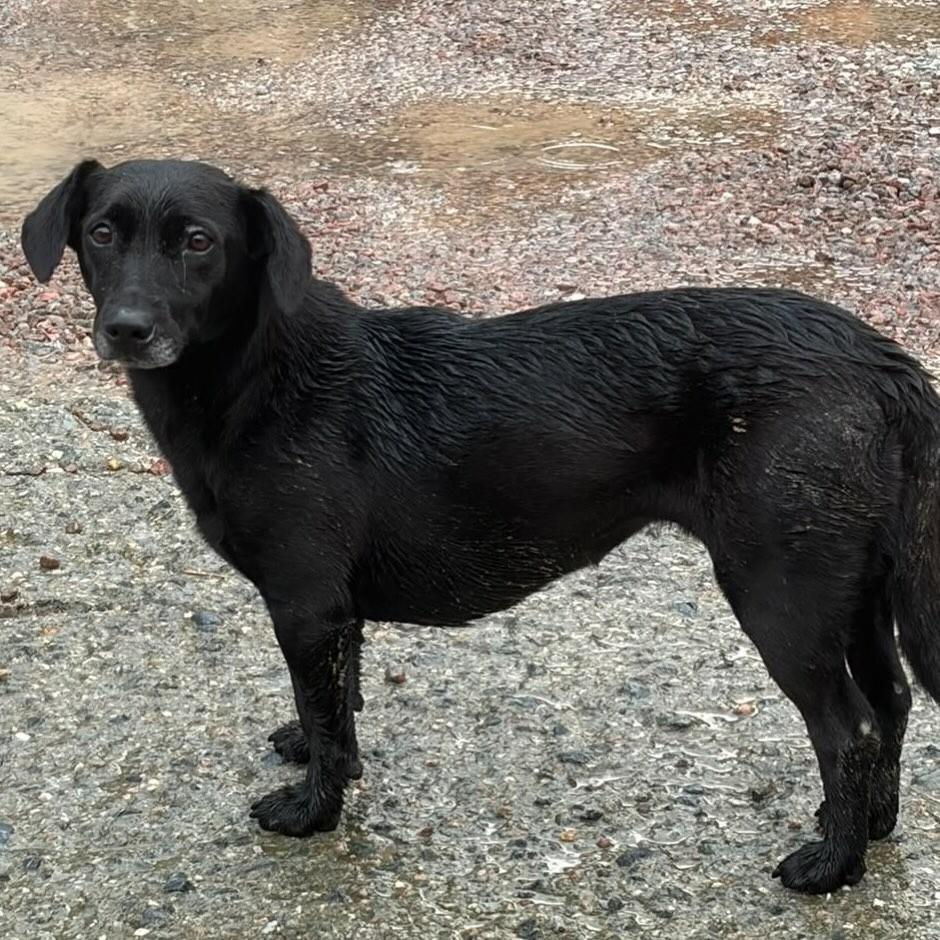 Pretinha, cadela de porte pequeno para adoção em Brusque - SC — foto 4 de 4