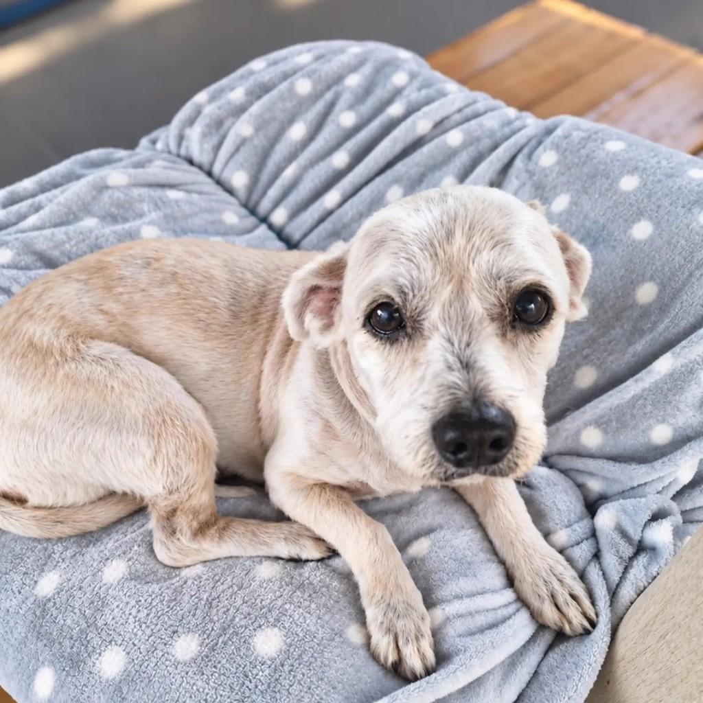 George, cachorro de porte pequeno para adoção em Brusque - SC