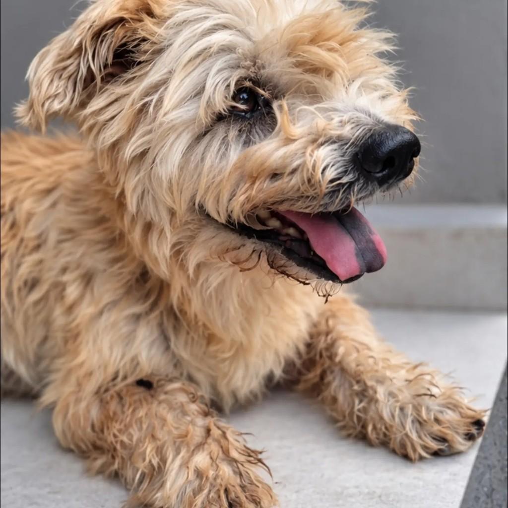 George, cachorro de porte pequeno para adoção em Brusque - SC — foto 2 de 3