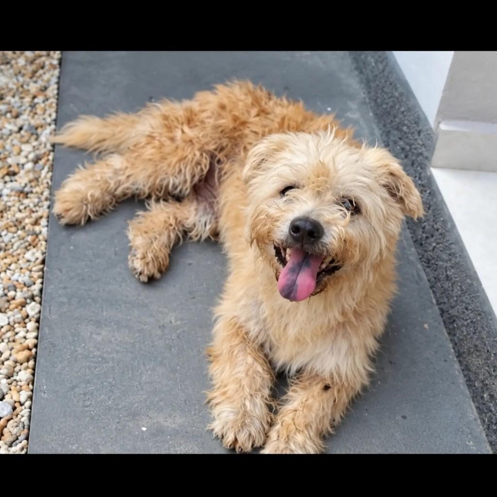 George, cachorro de porte pequeno para adoção em Brusque - SC — foto 3 de 3