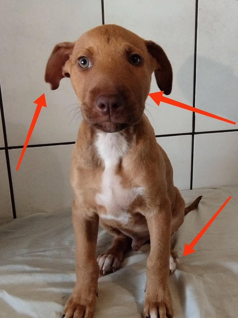 Amendoim, cachorro de porte pequeno para adoção em Cascavel - PR