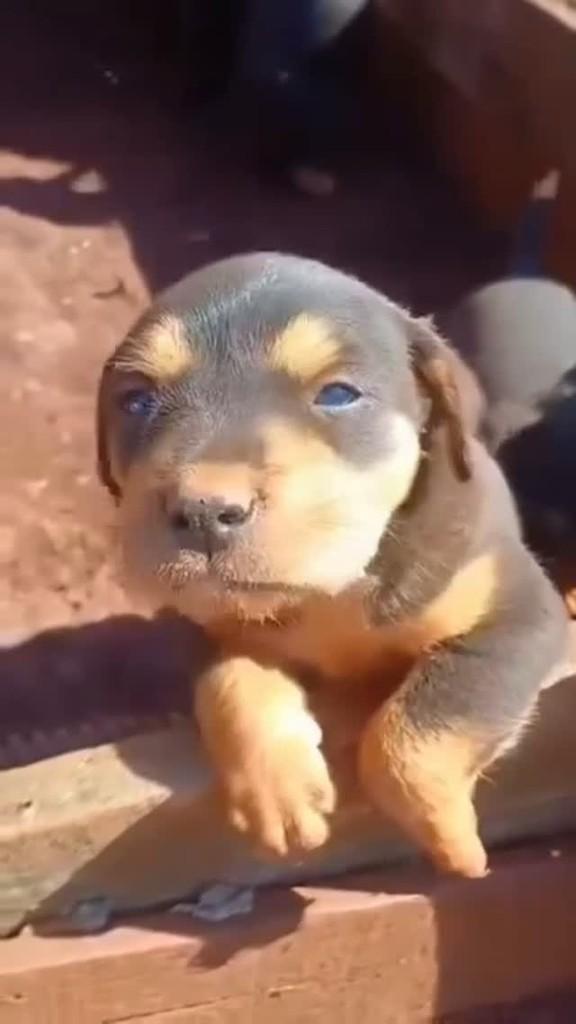 Maycon, cachorro de porte pequeno para adoção em Cascavel - PR