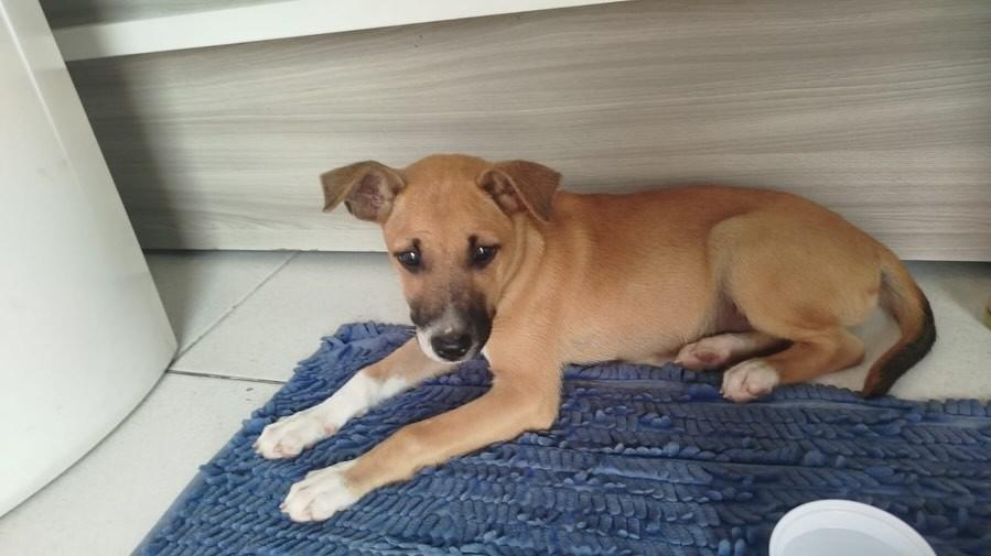 Cachorrinha, cadela de porte pequeno para adoção em Serrita - PE