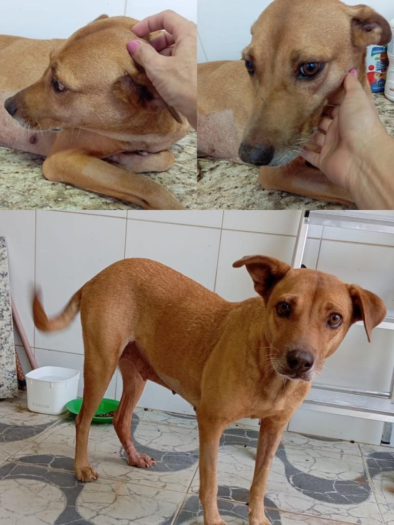 Gisela, cachorro de porte médio para adoção em Serrita - PE