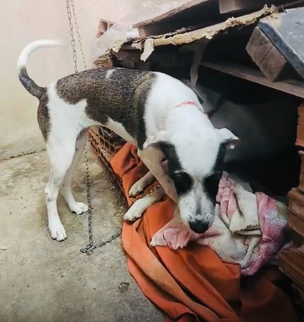 Mica, cadela de porte pequeno para adoção em Serrita - PE