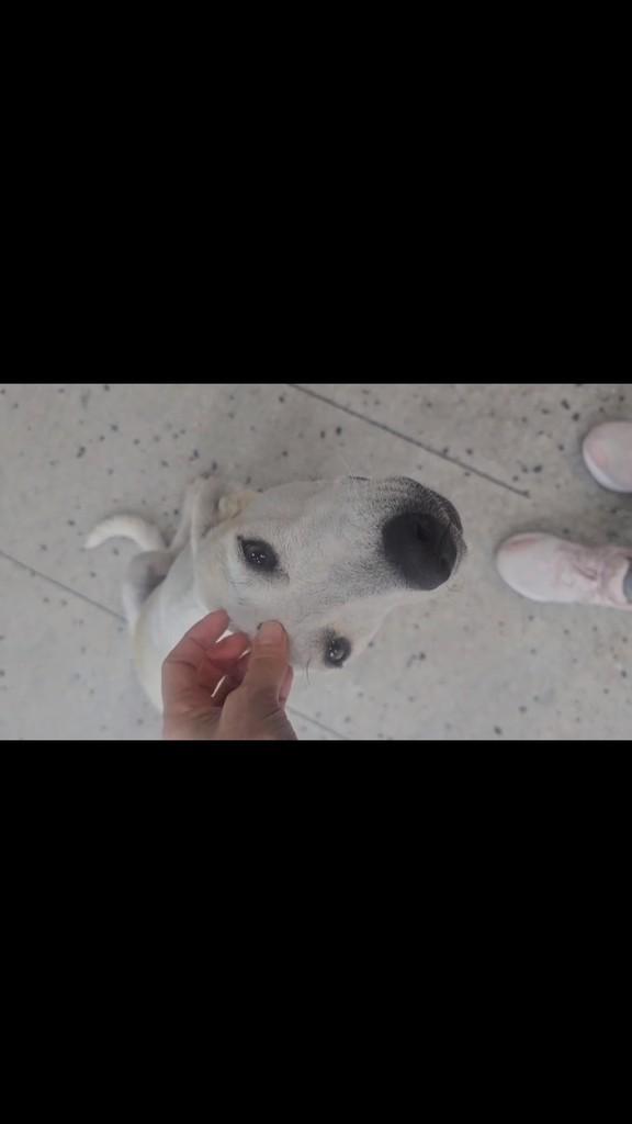 Amarelinha, cachorro de porte pequeno para adoção em Serrita - PE