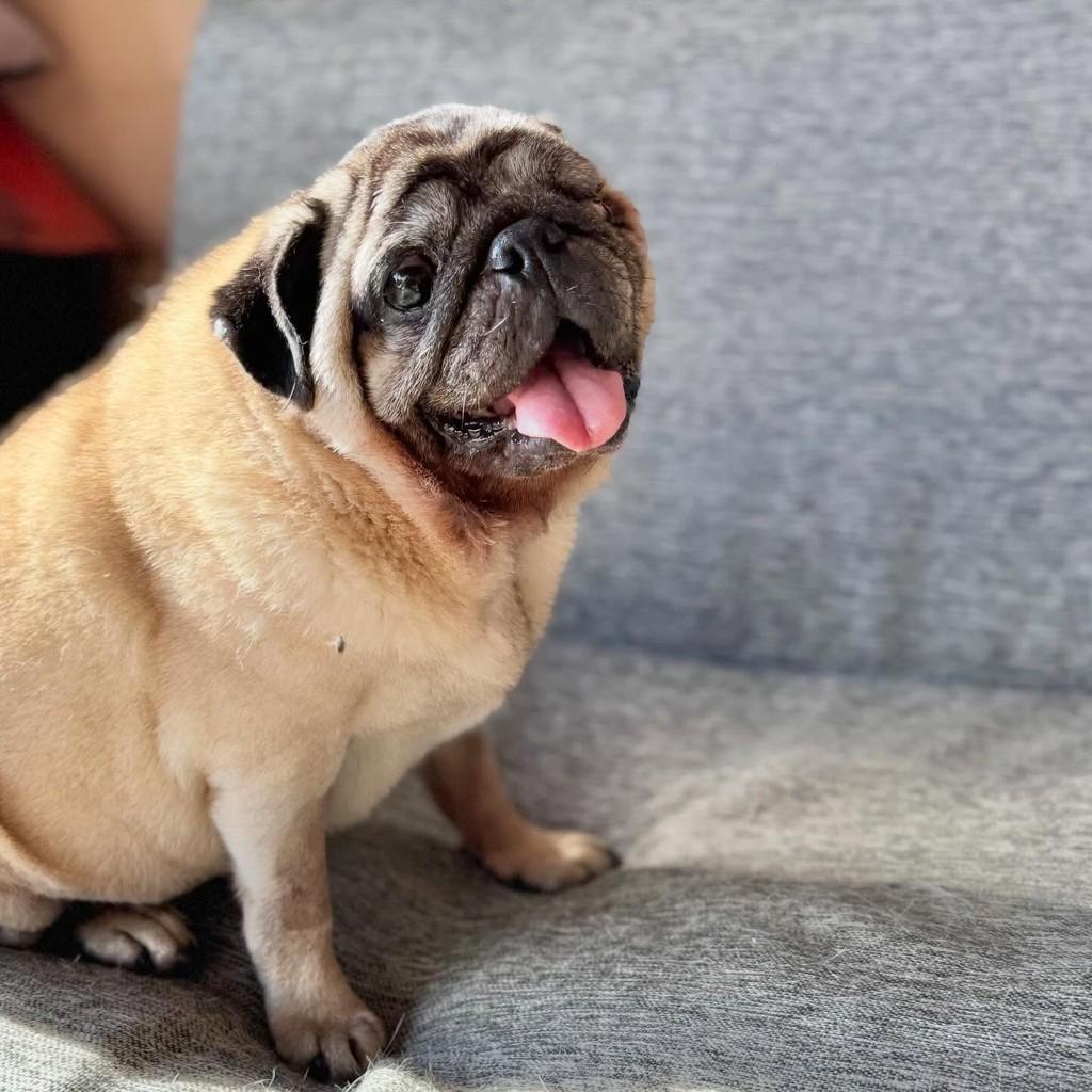 Henrico, cachorro de porte pequeno para adoção em Curitiba - PR