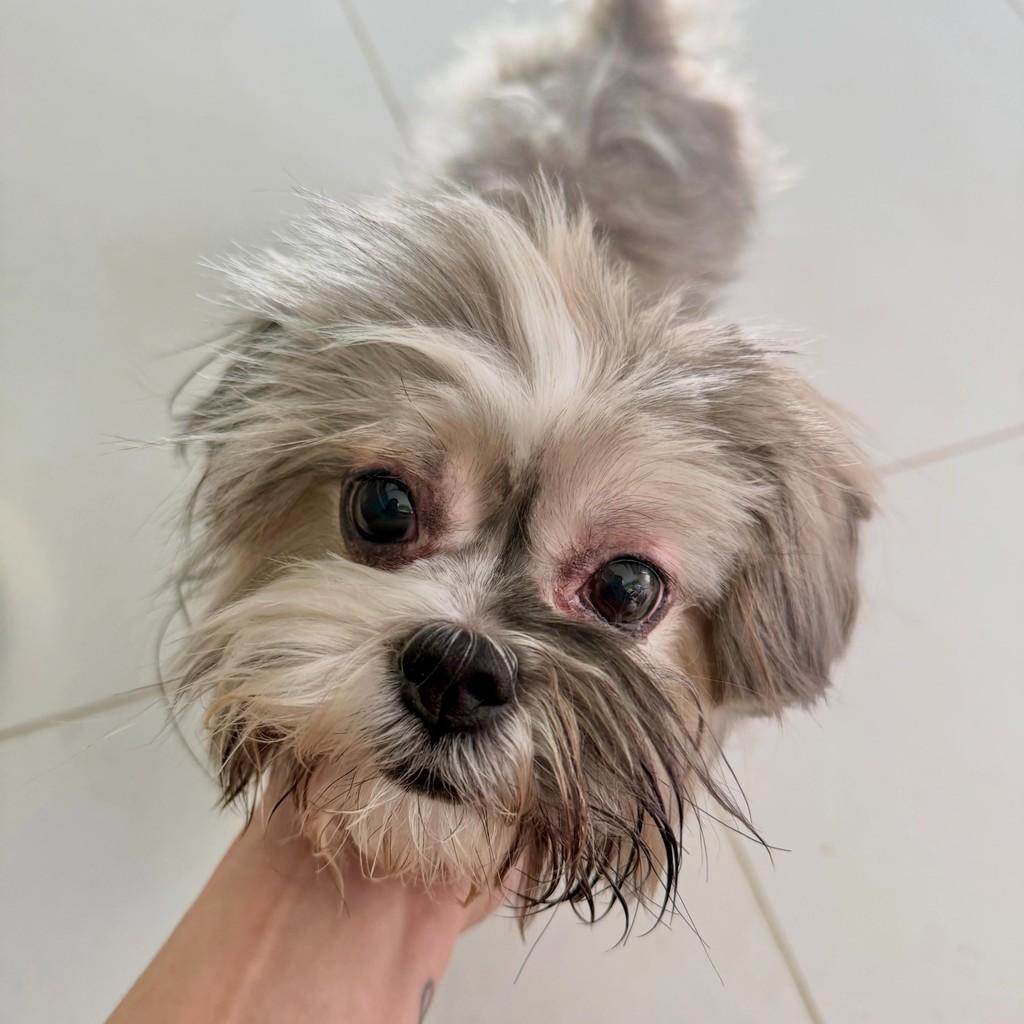 Theodor, cachorro de porte pequeno para adoção em Curitiba - PR