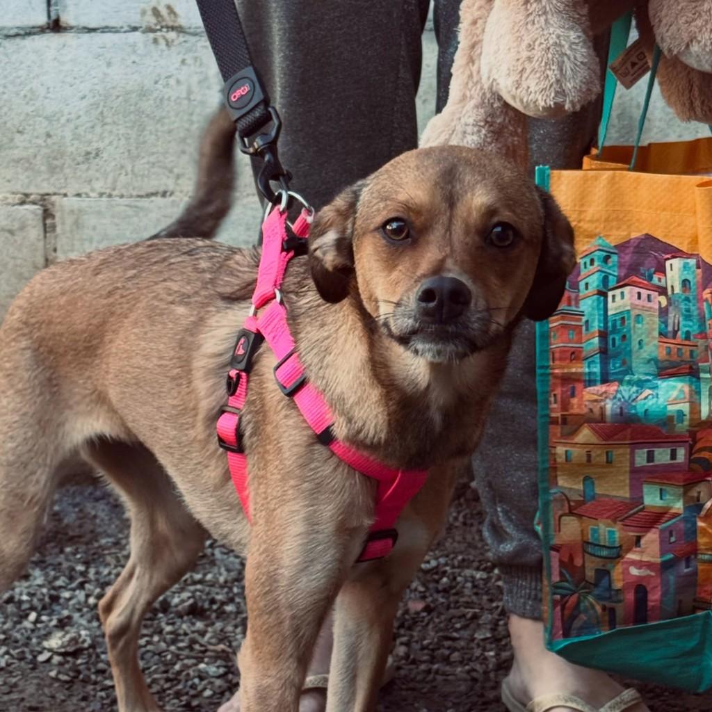 Claramela, cachorro de porte pequeno para adoção em Curitiba - PR