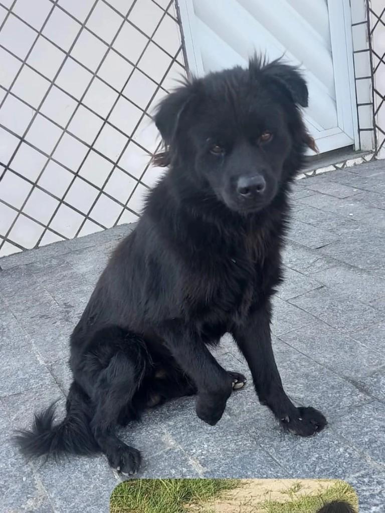Vicente de Carvalho, cachorro de porte pequeno para adoção em Guarujá - SP